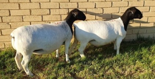 LOT 58 2X DORPER EWE Mickey Phillips FLOCK