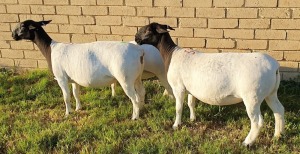 LOT 57 3X DORPER EWE Mickey Phillips FLOCK