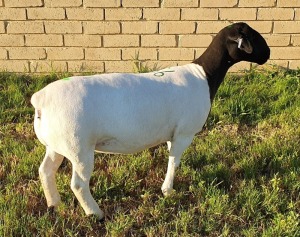 LOT 56 1X DORPER EWE Mickey Phillips TYPE 5