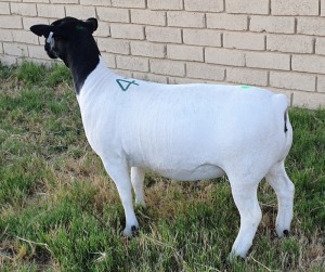 LOT 47 1X DORPER EWE Mickey Phillips TYPE 5