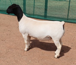 LOT 26 1X DORPER EWE Mickey Phillips TYPE 5