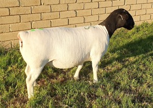 LOT 55 1X DORPER EWE Mickey Phillips TYPE 5