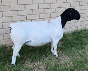 LOT 44 1X DORPER EWE Mickey Phillips STUD