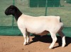 LOT 3 1X DORPER RAM Mickey Phillips STUD