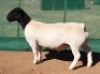 LOT 3 1X DORPER RAM Mickey Phillips STUD