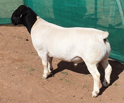 LOT 1 1X DORPER RAM Mickey Phillips STUD