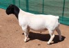 LOT 4 1X DORPER RAM Mickey Phillips TYPE 5