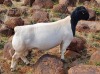 LOT 2 1X DORPER RAM Mickey Phillips TYPE 5 - 2