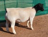 LOT 5 1X DORPER RAM Mickey Phillips TYPE 5