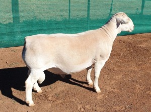 LOT 11 1X WHITE DORPER RAM Ashley Phillips TYPE 5