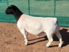 LOT 19 1X DORPER RAM Mickey Phillips TYPE 5