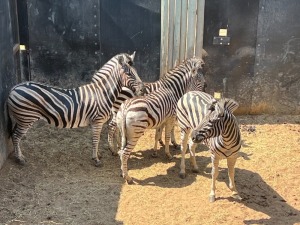 HOK C10 4X ZEBRA V/F:4 FAIR GAME(Per Piece to take the lot/Per stuk om lot te neem)