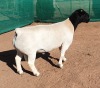 LOT 20 1X DORPER RAM Mickey Phillips TYPE 5 - 2