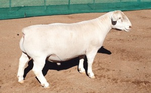 LOT 12 1X WHITE DORPER RAM Ashley Phillips TYPE 5