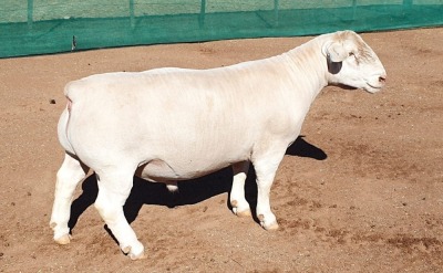 LOT 12 1X WHITE DORPER RAM Ashley Phillips TYPE 5