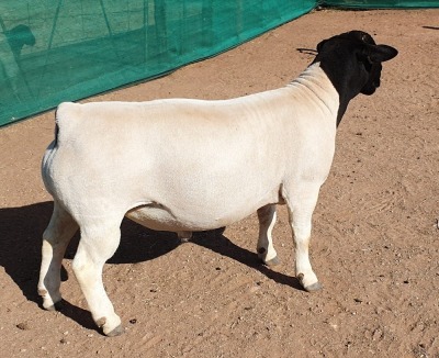 LOT 21 1X DORPER RAM Mickey Phillips FLOCK