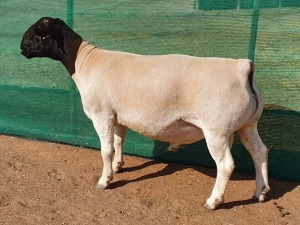 LOT 23 1X DORPER RAM Mickey Phillips STUD