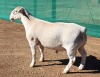 LOT 13 1X WHITE DORPER RAM Ashley Phillips FLOCK