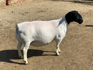 LOT 1 1X DORPER EWE Leroy Phillips TYPE 5