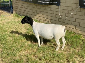 LOT 19 1X DORPER EWE Leroy Phillips TYPE 5