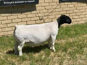 LOT 2 1X DORPER EWE Leroy Phillips TYPE 5