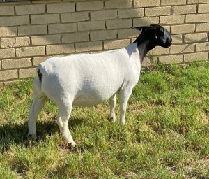 LOT 3 1X DORPER EWE Leroy Phillips TYPE 5