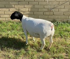 LOT 4 1X DORPER EWE Leroy Phillips TYPE 5