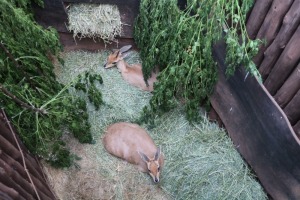 2X STEENBOK M:1 V/F:1 KOEDOESRAND WILVANGDIENSTE (Per Piece to take the lot/Per stuk om lot te neem)