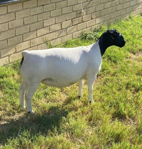 LOT 5 1X DORPER EWE Leroy Phillips TYPE 5