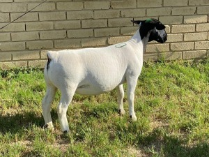 LOT 20 1X DORPER EWE Leroy Phillips TYPE 5