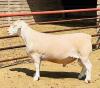 LOT 18 1X WIT DORPER FLOCK RAM DE WITT & SEUN WIT DORPERS