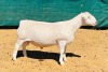 LOT 14 1X WIT DORPER STUD RAM DE WITT & SEUN WIT DORPERS