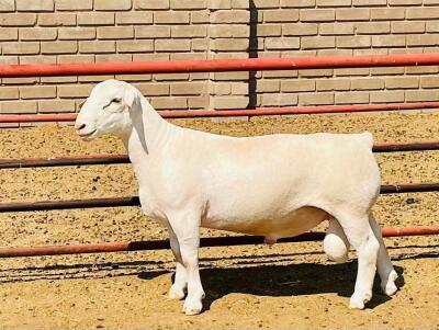 LOT 15 1X WIT DORPER T5 RAM DE WITT & SEUN WIT DORPERS