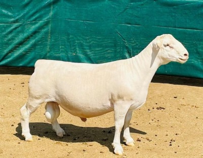 WITHDRAW - LOT 16 1X WIT DORPER RAM DE WITT & SEUN WIT DORPERS