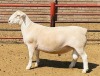 WITHDRAW - LOT 17 1X WIT DORPER RAM DE WITT & SEUN WIT DORPERS