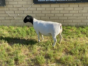 LOT 21 1X DORPER EWE Leroy Phillips TYPE 5