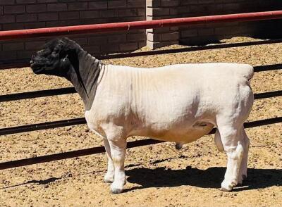 LOT 36 1X DORPER T5 RAM KOWIE DE WITT DORPERS