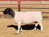 WITHDRAW -LOT 37 1X DORPER RAM KOWIE DE WITT DORPERS