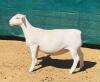 LOT 54 1X WIT DORPER OOI/EWE DE WITT & SEUN WIT DORPERS