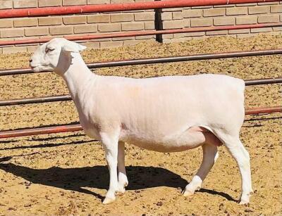 LOT 56 1X WIT DORPER OOI/EWE DE WITT & SEUN WIT DORPERS