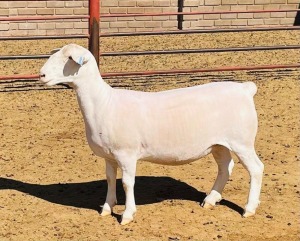 LOT 57 3X WIT DORPER FLOCK OOI/EWE DE WITT & SEUN WIT DORPERS