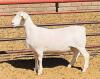 LOT 57 3X WIT DORPER FLOCK OOI/EWE DE WITT & SEUN WIT DORPERS - 2