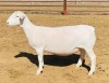 LOT 57 3X WIT DORPER FLOCK OOI/EWE DE WITT & SEUN WIT DORPERS - 3