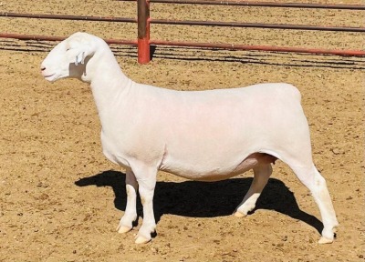 LOT 55 1X WIT DORPER OOI/EWE DE WITT & SEUN WIT DORPERS