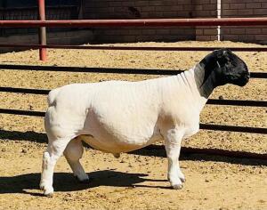 LOT 35 1X DORPER STUD RAM KOWIE DE WITT DORPERS