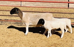 LOT 88 1+2X DORPER STUD OOI/EWE KOWIE DE WITT DORPERS