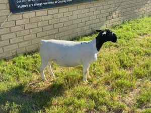 LOT 22 1X DORPER EWE Leroy Phillips TYPE 5