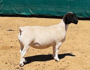 LOT 90 1X DORPER FLOCK OOI/EWE KOWIE DE WITT DORPERS