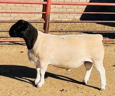 WITHDRAW -LOT 39 1X DORPER RAM KOWIE DE WITT DORPERS