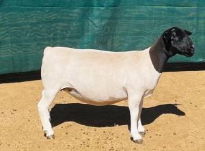 LOT 91 1X DORPER T5 OOI/EWE KOWIE DE WITT DORPERS